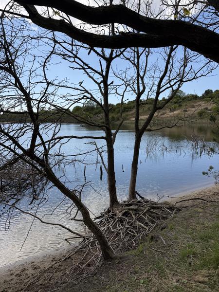 This tranquil photo captures a serene lakeside view at Oosterweg, Overveen, under a bright blue sky